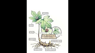 Goldenseal Cultivation Demonstration [upl. by Akinehc136]