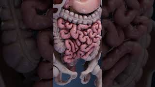 Intestinal peristalsis movement peristalsis intestine intestino intestinalhealth intestinal [upl. by Neeloj]