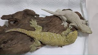 ตุ๊กแกตัวละ 30000 บาท New Caledonian Giant Gecko [upl. by Golden]