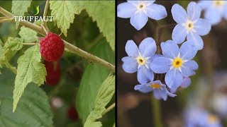 Comment planter un framboisier au jardin   Truffaut [upl. by Caty149]