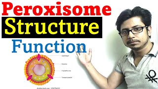 Peroxisome structure and function [upl. by Drofniw]