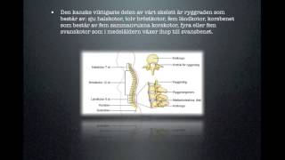 Skelett och leder uppbyggnad och funktion [upl. by Adnaluy]