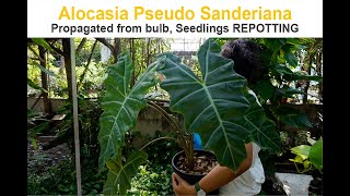 Alocasia Pseudo Sanderiana Propagated from bulb and Repotting [upl. by Adali]