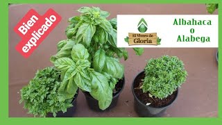 🌱 la ALBAHACA cuidados CONSEJO 💚 BIEN EXPLICADO [upl. by Leanahtan]