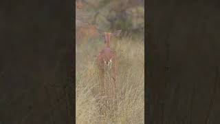 Gerenuk🌍Samburu National Reserve wildlife gerenuk samburu safari shorts olonanaonsafari [upl. by Atiner]