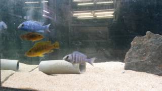 Placidochromis sp phenochilus Tanzania et Abactochromis labrosus [upl. by Acenahs]