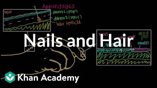 Where do our nails and hair come from  Integumentary system physiology  NCLEXRN  Khan Academy [upl. by Ahsonek744]