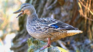 Female Mallard Duck Quacking in a Tree 4K [upl. by Icyaj]