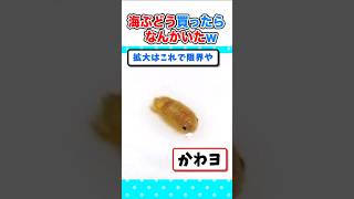 【2ch面白いスレ】海ぶどう買ったら、なんかかわいいのがいたんやがｗ 2ch 料理 5ch ご飯 なんjかわいい [upl. by Sky]