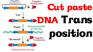 Cut and paste DNA transposition [upl. by Christa]