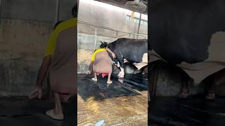 Workers Fix The Giant cow Mats After Cleaning The Farm Every Day  Cattle Farming 2024 [upl. by Lolita]