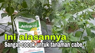 Manfaat dan fungsi antracol untuk tanaman cabe [upl. by Connor]