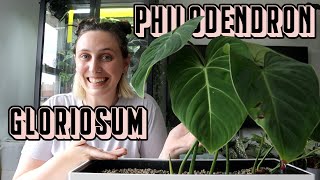 Philodendron Gloriosum Care 🪴 Tips amp Tricks [upl. by Combs119]