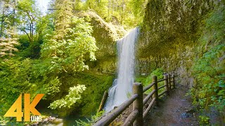 35 HRS Summer Forest Walk in Oregons Park  4K Nature Sounds of South Falls amp Maple Ridge Loop [upl. by Tyrone]