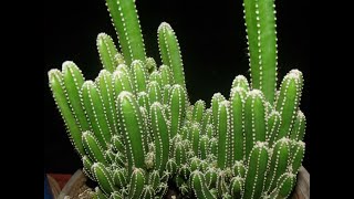 ðŸŒµCactus Comestibles  Castillo de Hadas  Acanthocereus tetragonus [upl. by Pam]