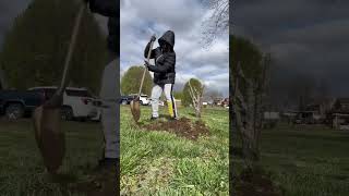 Planting Plum Tree [upl. by Mctyre]