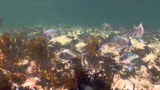 Mushroom Reef Reserve Flinders [upl. by Anniahs]