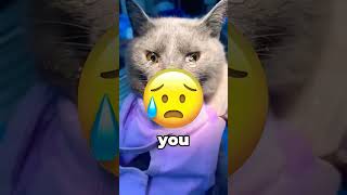 cat crying cryingtime pets catlover funnycats funny cute [upl. by Eniledam]