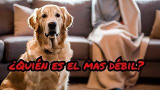 🐶 ¡Los perros saben quién es el quotmás débilquot en casa ¿Eres tú Noticias caninas 03112024😅✨ [upl. by Yrroc]