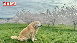 城寨新聞 29 March 2024 「香港春運」正式開始 但北上未回到2018水平 市道差因為中產走左 中東王子話要五月中先返嚟喎 家族辦公室女CEO負責大陸空鐵項目推廣 原來在四川爛咗尾 [upl. by Yevol]