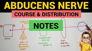 Abducens Nerve  2  Complete Notes [upl. by Ainar639]