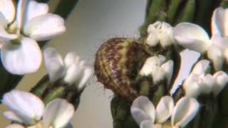 Lacewing larva hunting for aphids [upl. by Naggem523]