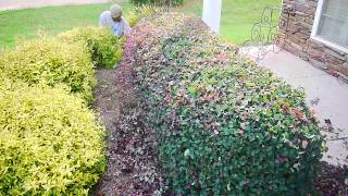 Learn How To Trim Your Shrubs and Hedges Professionally [upl. by Mehelhteb]