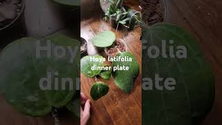 Hoya Latifolia Snow Queen VS Hoya Latifolia Dinner Plate hoya houseplants [upl. by Ydnew]