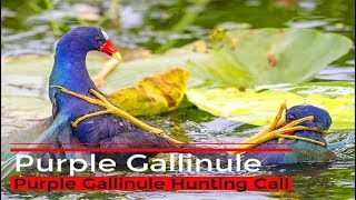 Purple gallinule Hunting Call Sound  কালিম পাখির ডাক [upl. by Schnell]