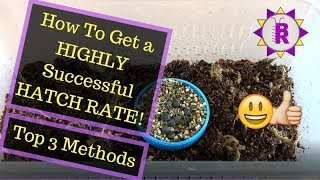 How to care for STICK INSECT eggs Ova  My Top 3 Methods [upl. by Kumar]