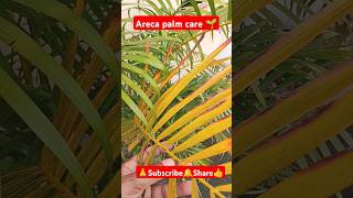 Areca palm care shorts viralvideo plantcare gardening indoorplants houseplant arecapalmcare [upl. by Tare]