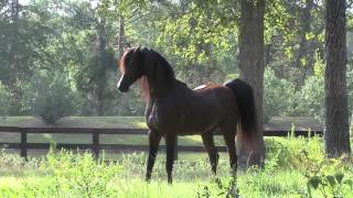 Arabian Stallion Marwan Al Shaqab [upl. by Esirrehc]