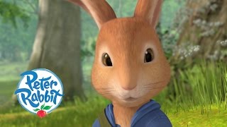 Peter Rabbit  Tommy Brock Compilation  20 minutes  Adventures with Peter Rabbit [upl. by Aciraa]