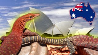 CZERWONY SMOK Z AUSTRALII ➡️ Varanus pilbarensis [upl. by Ydnim63]