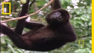 Howler Monkeys  National Geographic [upl. by Marney263]