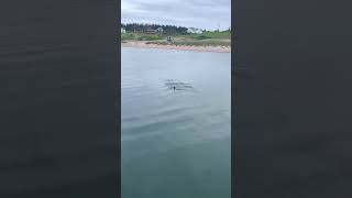 Great White Shark Ingonish Cape Breton GreatWhiteShark ingonish [upl. by Aseena]