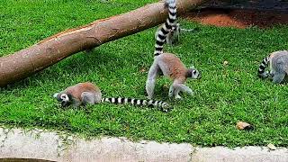 Lemurs eating leaves youtubevideos animals [upl. by Nonnah242]