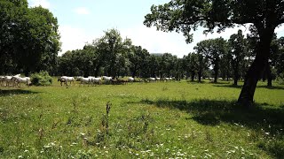 Lipica Stud Farm  Slovenia  Lipizzaner  Walking around the farm [upl. by Haywood]