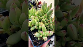 Cotyledon Orbiculata succulentsplanterspot succulant garden balconygarden cotyledon shorts [upl. by Mcgraw]