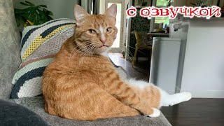 Приколы с котами Смешные коты и собаки С ОЗВУЧКОЙ ПРИКОЛЫ С ЖИВОТНЫМИ [upl. by Ris474]