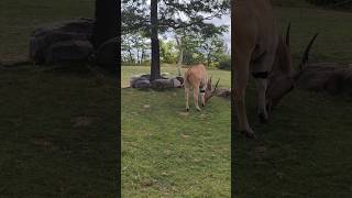 Antelope eating about place antelopes animal animals toronto trending viral shortsviral vlog [upl. by Salhcin]