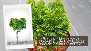 Chamaecyparis obtusa NANA GRACILIS Hinoki Cypress  Cyprysik tępołuskowy japoński Prezentacja [upl. by Lightman]