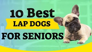 Top 10 Best Lap Dogs For Seniors [upl. by Ettore]