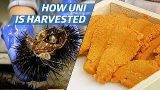 How Sea Urchin Uni Is Processed Commercially — How to Make It [upl. by Holder515]