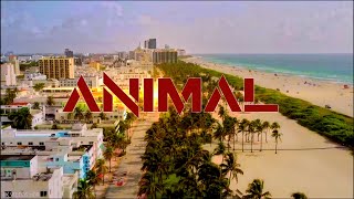 Animal Video Oficial Samuel Escobar [upl. by Yssor]