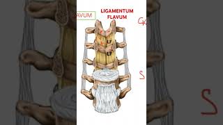 LIGAMENTUM flavum Vertebral column BIOMECHANICS [upl. by Nayhr]