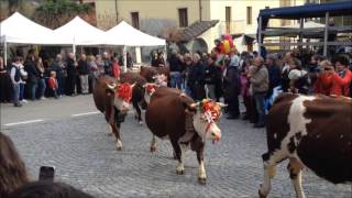 Transumanza di Settimo Vittone capre pecore cavalli asini mucche tori La Desnalpà [upl. by Nabru]