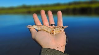 Live Shrimp Fishing for Whatever Bites Amelia Island [upl. by Auqinal]