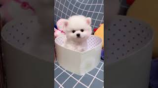 Cute Baby Dog Shaking Head To The Tune Of The Song Video shorts softpeace [upl. by Uzzial]