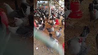 ফাউমি মুরগির প্যারেন্টসমাশাল্লাহ farmchicken farming chicken farm [upl. by Assilak]